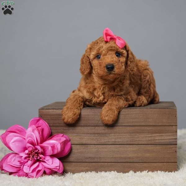 Carmella, Miniature Poodle Puppy